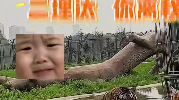 猫科动物都爱干净，二埋汰除外 #东北虎  #二埋汰   #爆笑名场面  #万万没想