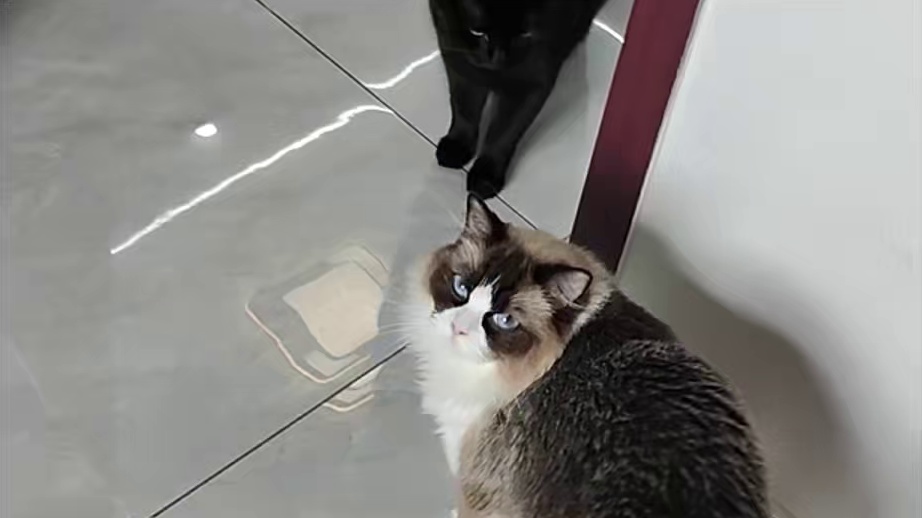 养了猫喜欢往外跑怎么办？找朋友唱个黑脸白脸就好 #猫咪的迷惑行为#猫咪日常#猫memes#搞笑视频#