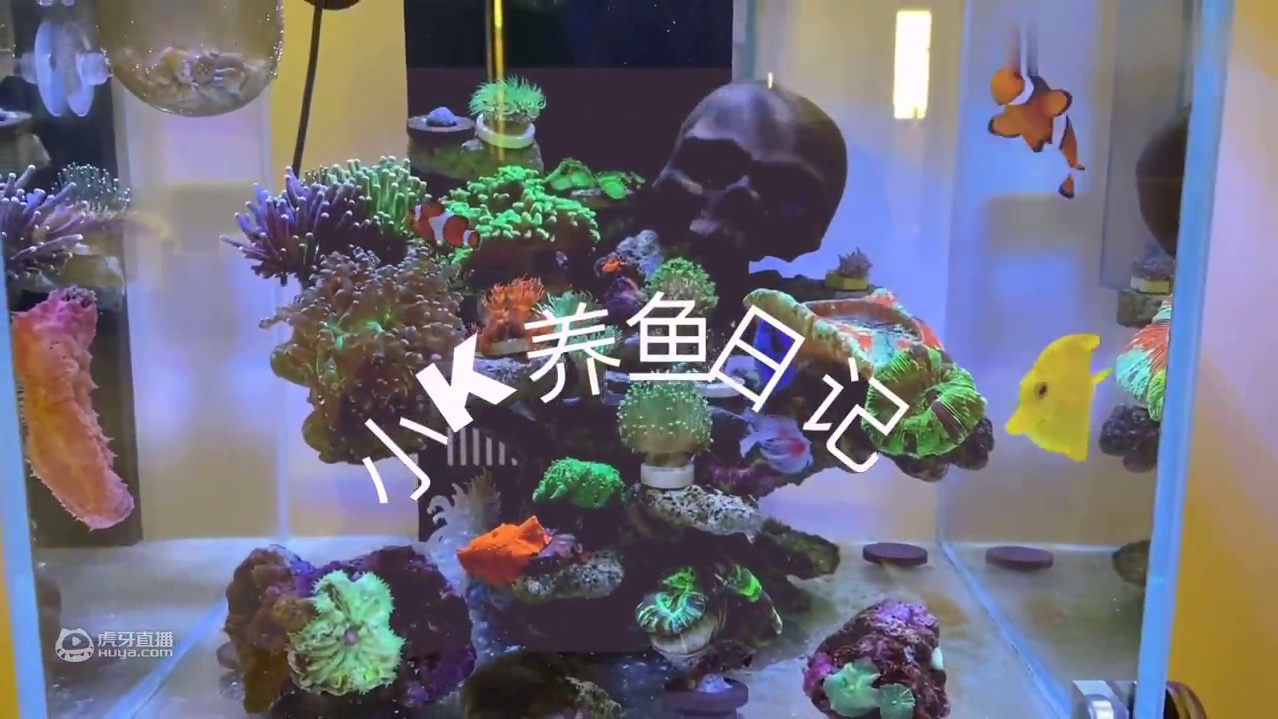 海缸里的百变怪，养了一年竟然变化出这么多造型！