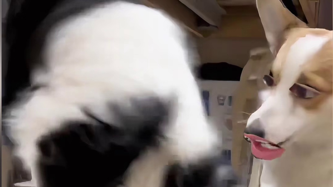 柯基：大傻春！你要干什么？ 边牧：我挖的不是洞，是她的感动