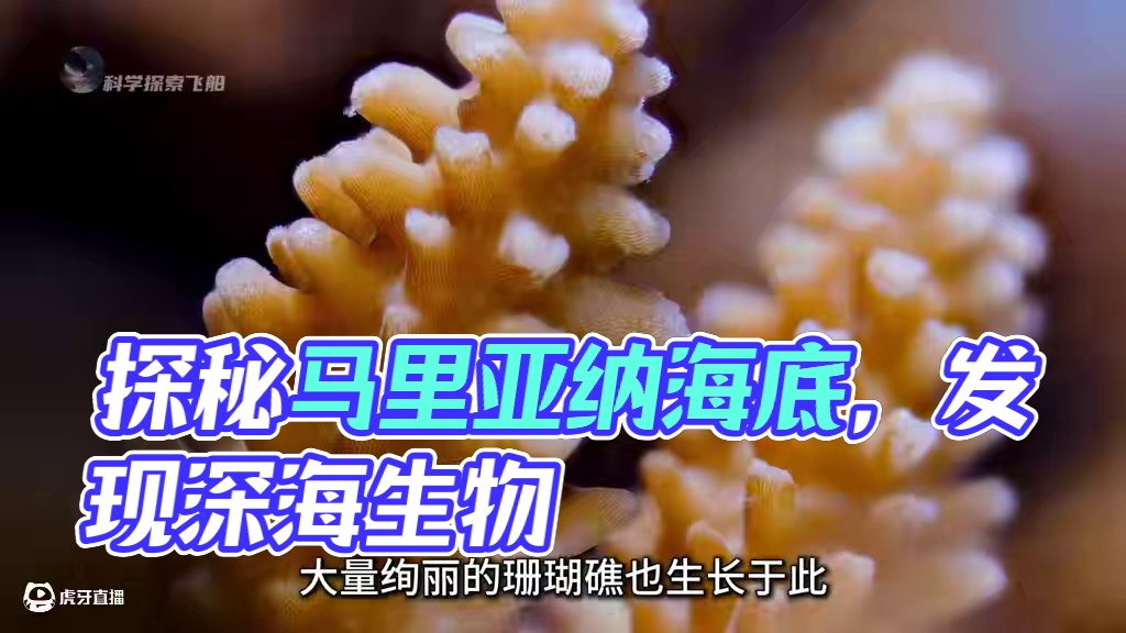 一次性看完海底一万米，在地球的黑暗深渊，到底发现了什么？ #涨知识 #科普 #深海恐惧症 #马里亚纳