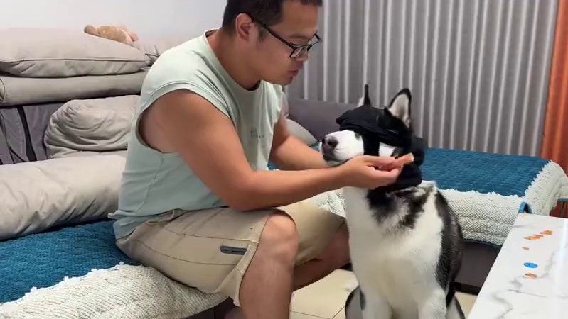 二哈蒙眼挑战！它能找到食物吗？大家看完千万别笑，无敌了 #萌宠出道计划 #二哈 #哈士奇 #动物的迷