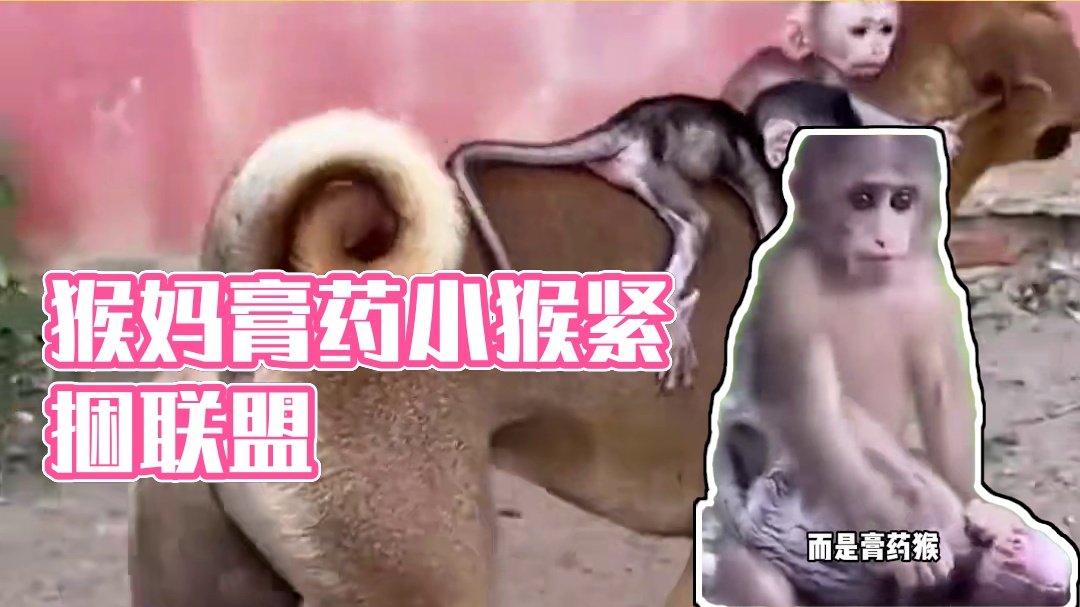 猴界的吸x鬼终于出现了，膏药猴