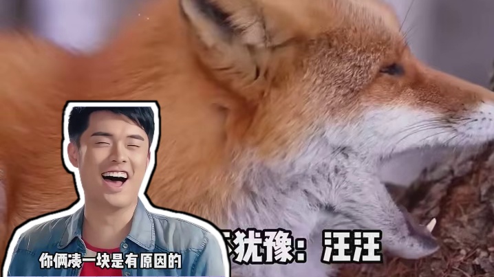 狐狸这辈子没想过自己会这么叫