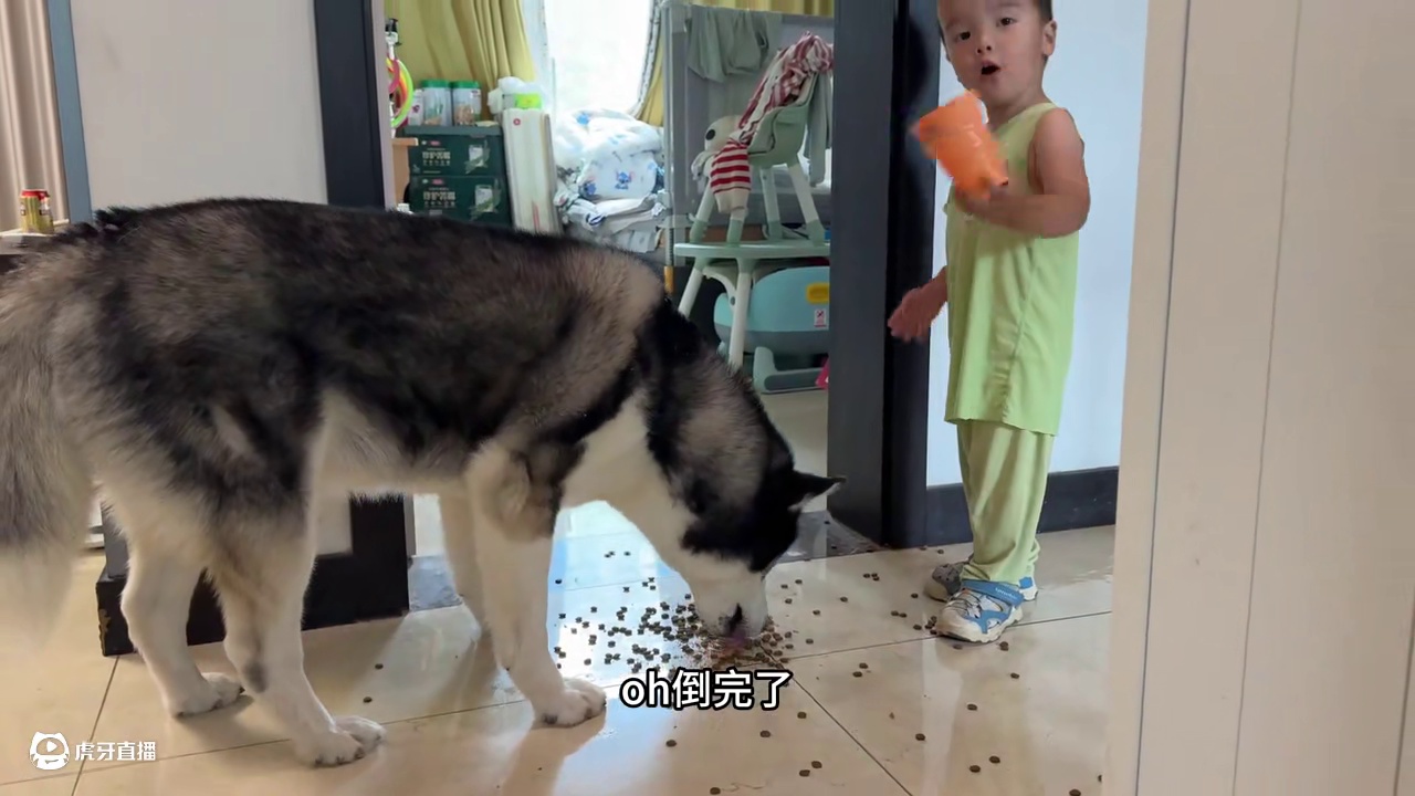 狗狗死活不吃饭，当小主人扔掉它狗粮后，搞笑的一幕出现了