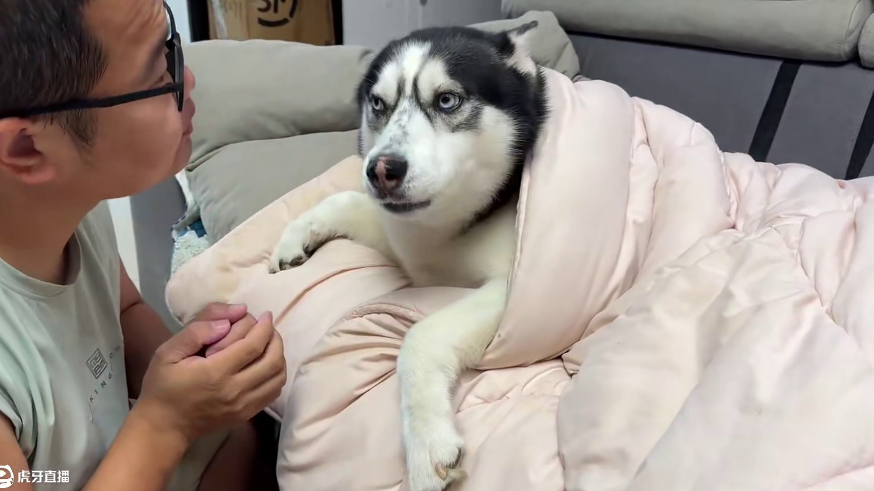 二哈居然学人盖被子睡觉，当主人掀开被子后，大家千万憋住别笑