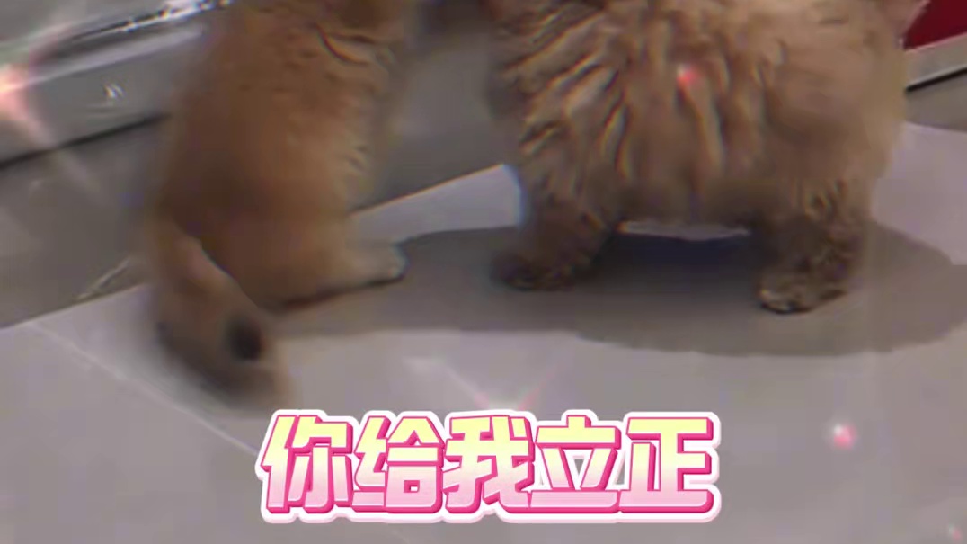 当有如此萌物进入中国 #娱乐评论大赏 #猫咪 #狗狗 #可爱到爆炸 #萌宠