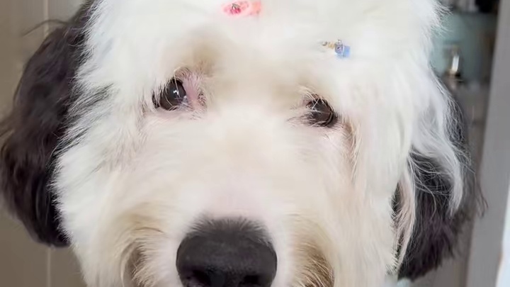 姨姨们！周末搁助理家寄人篱下啊～不给我开空调啊！#狗狗 #谁能拒绝傻憨憨的小狗 #萌宠出道计划 #古