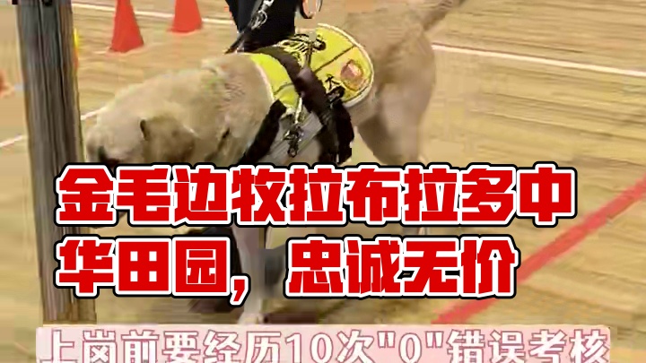 “它们不会说话，但它们的忠诚从未打折。我们掌握话语权，却连最基本的包容都难以做到…”#萌宠#中华田园