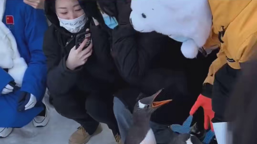 企鹅：你充Q币吗