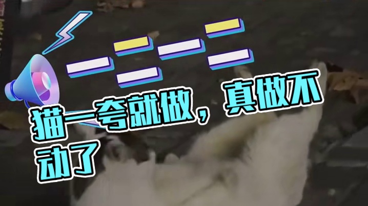 猫：别夸了，真做不动了