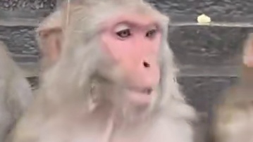 猴子吃玉米 #国外视频分享 #猴子成精 #野生动物零距离