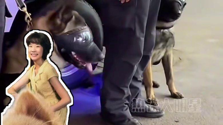 动物保护法没下来，禁养犬名单先下来了#禁养犬名单  #禁养犬种  #中华田园犬  #拉布拉多  #萨