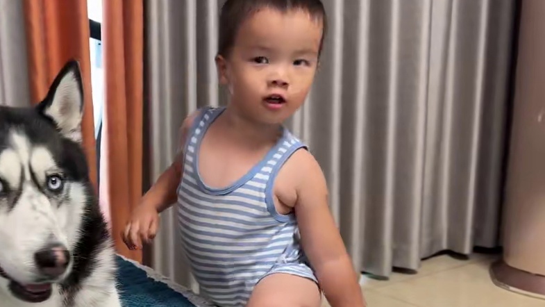 二哈偷吃小宝宝的西瓜，气得宝宝哇哇大哭，跟妈妈疯狂告状 #萌宠出道计划 #动物的迷惑行为 #我和我的