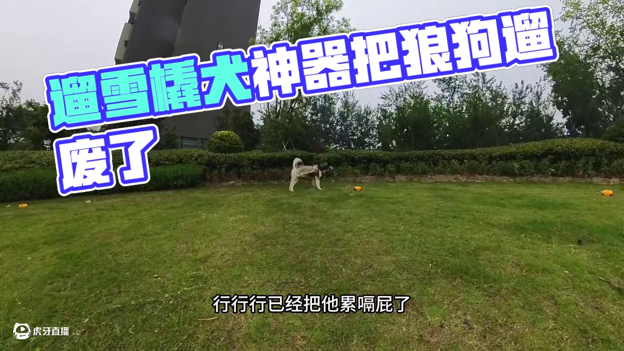 铲屎官用遛狗神器遛雪橇犬，没想到居然把它遛废了，看一遍笑一遍 #萌宠出道计划 #动物的迷惑行为 #二