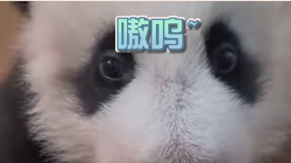 谁家可爱小熊猫一开口居然是牛叫啊