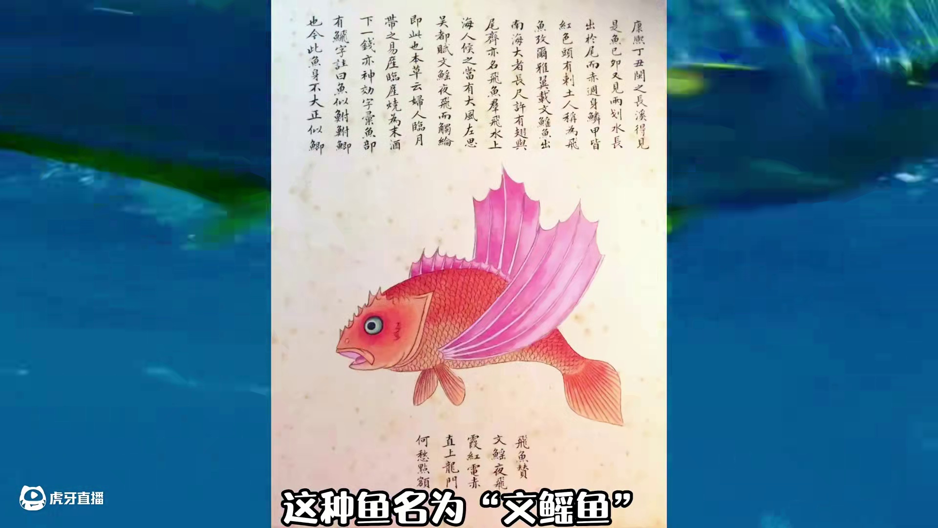山海经里面记载的会飞的“文鳐鱼”，原来真的存在？