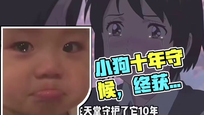 小狗福实终于可以见到主人了