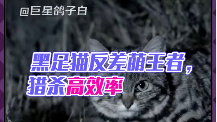 萌面杀手黑足猫 #猫咪  #动物  #娱乐