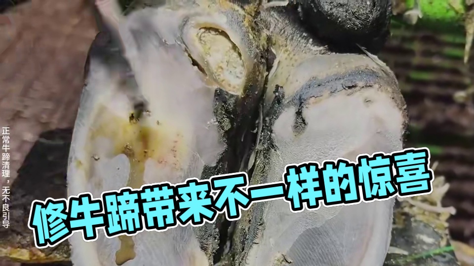 修牛蹄就像开盲盒，总是能带给你不一样的惊喜 #解压 #助眠 #修牛蹄