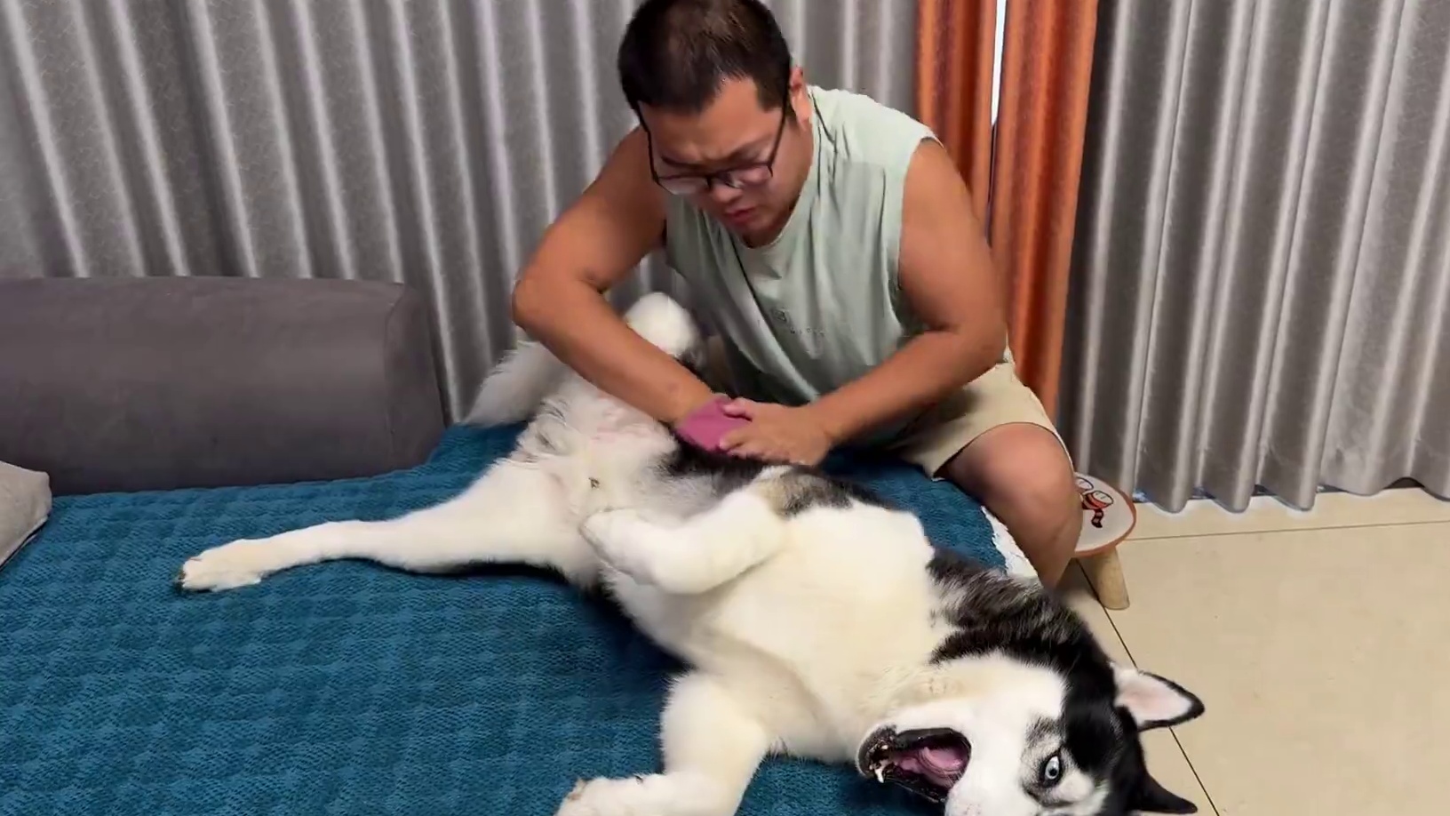 男主酒后拿二哈练起老本行，搓澡巾把二哈搓的生无可恋，笑不活了 #宠物出道计划 #我和我的狗 #二哈 