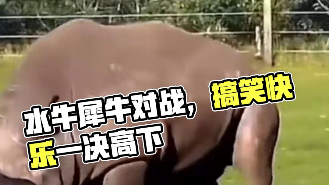 水牛对战犀牛