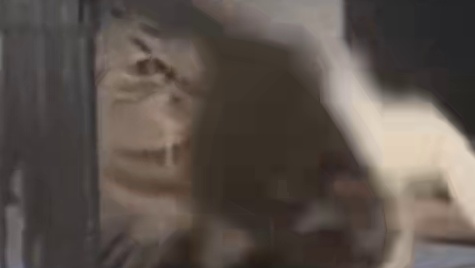 猫 咋滴 还让我哄你玩啊