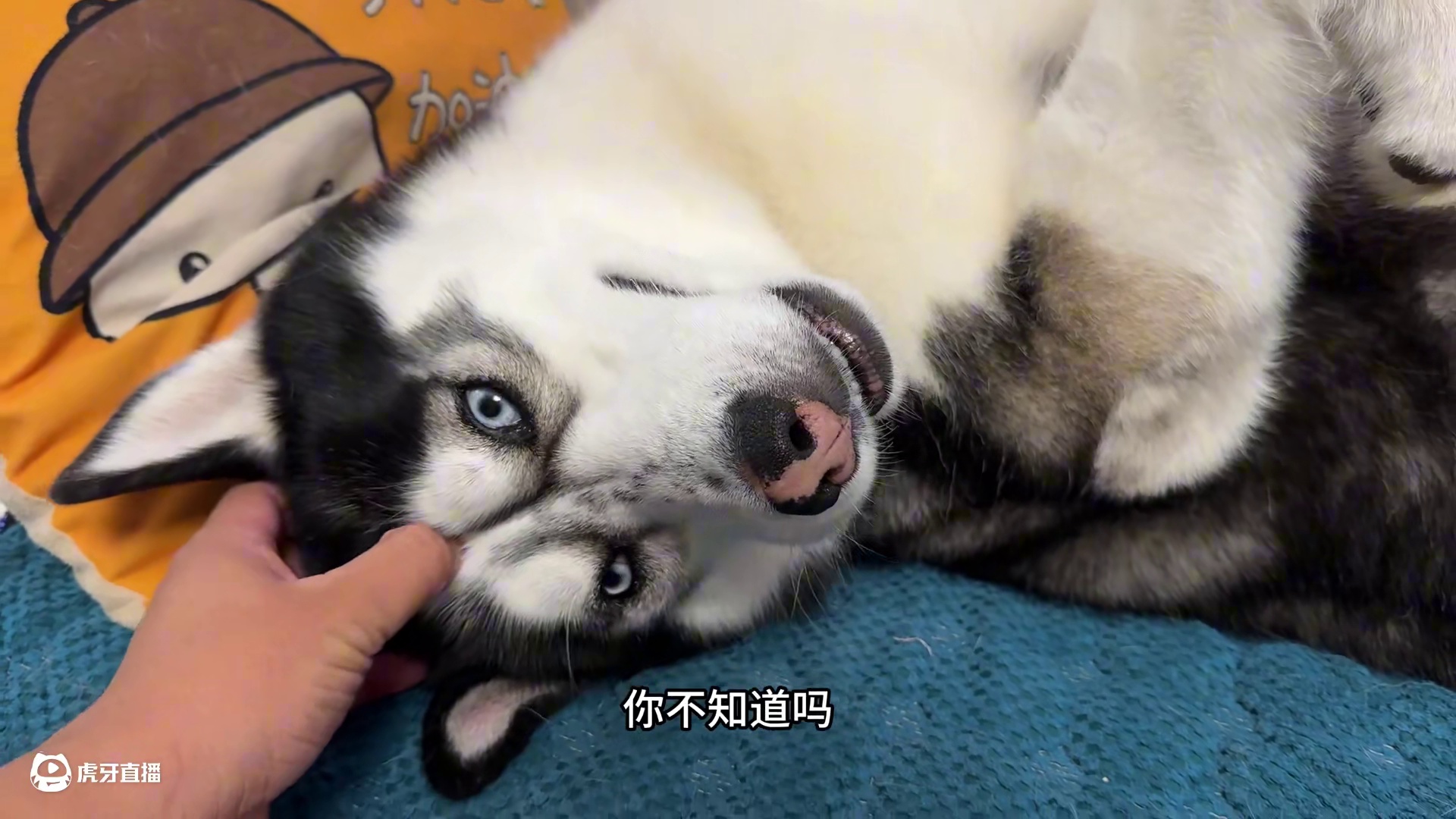 主人骗二哈去绝育，当二哈看到自己伤口后，大家千万憋住别笑 #我和我的狗 #动物的迷惑行为 #二哈 #