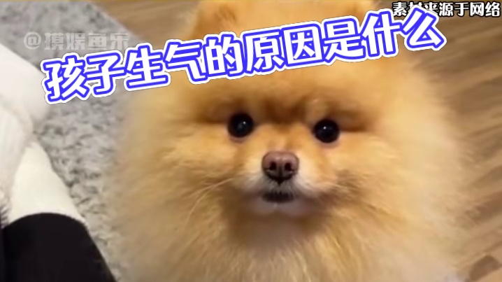 快来个人给孩子翻译一下看给孩子生气的 