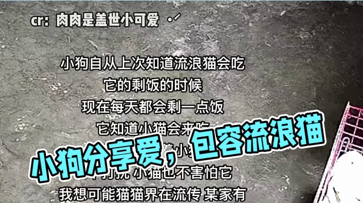 被爱包裹的小狗也会愿意分享爱