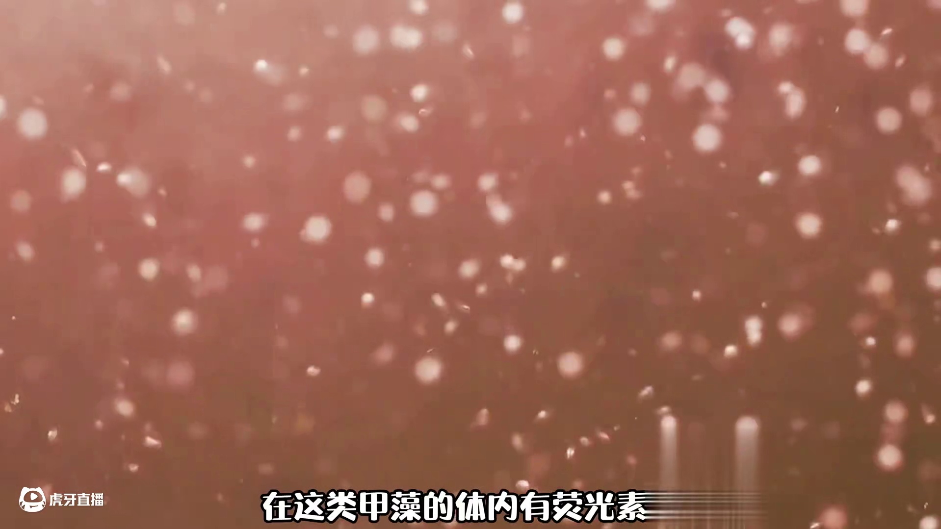 神秘的荧光海，大海的蓝眼泪到底是怎么形成的？