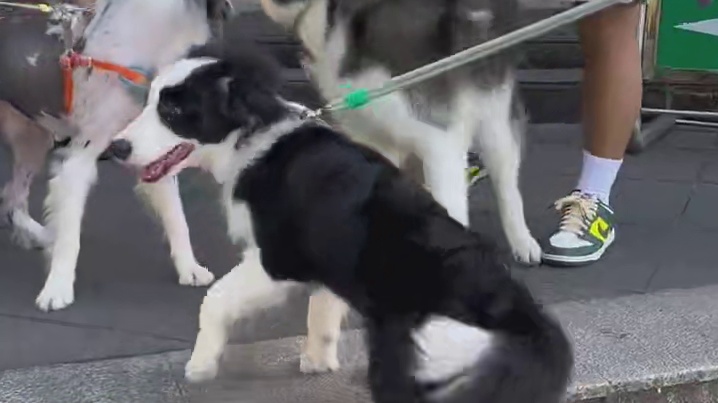 狗狗们都去三清山巡山啦