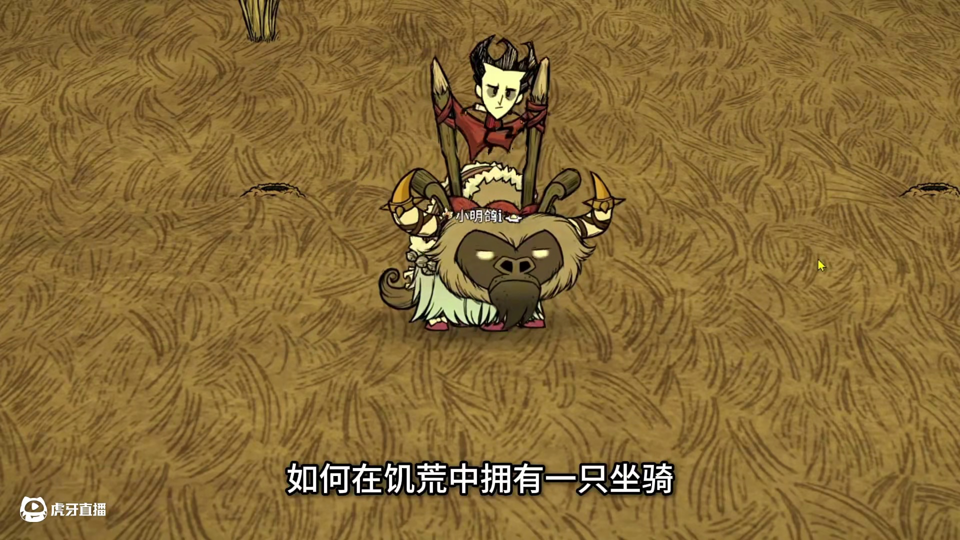 饥荒如何驯牛 战牛 行牛 肥牛 坐骑 如何给牛换皮肤 饥荒联机版 训牛#饥荒联机版 #饥荒新手 #饥