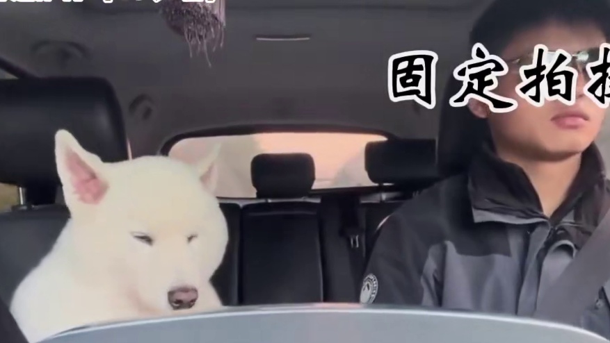 小狗坐车也很困