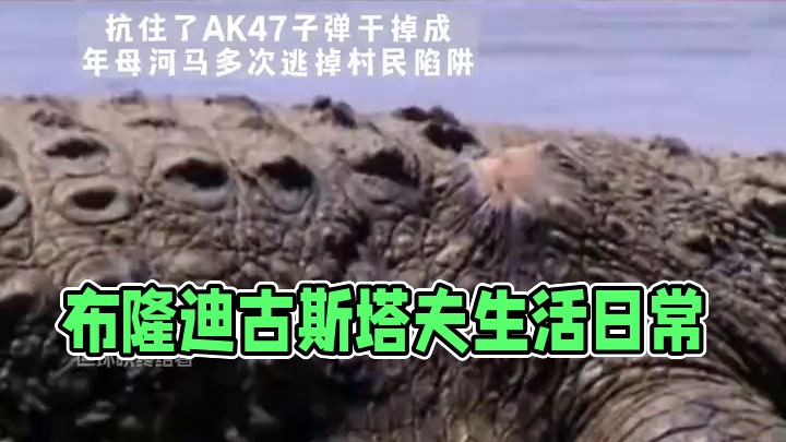 布隆迪的巨兽 古斯塔夫