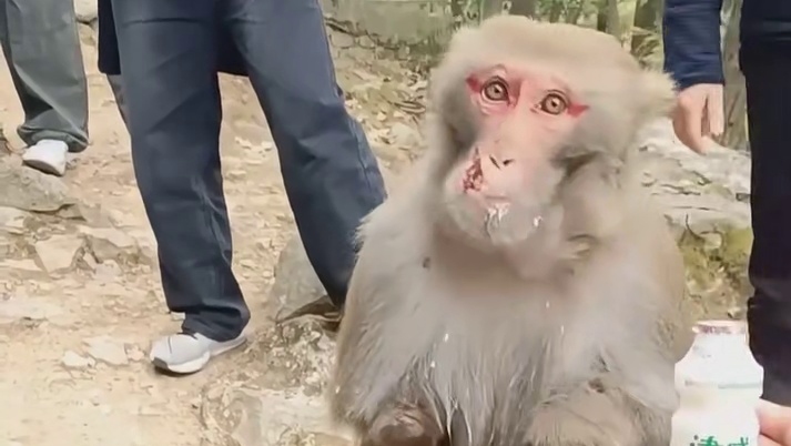 那个因为走路很搞笑的猴子受伤了