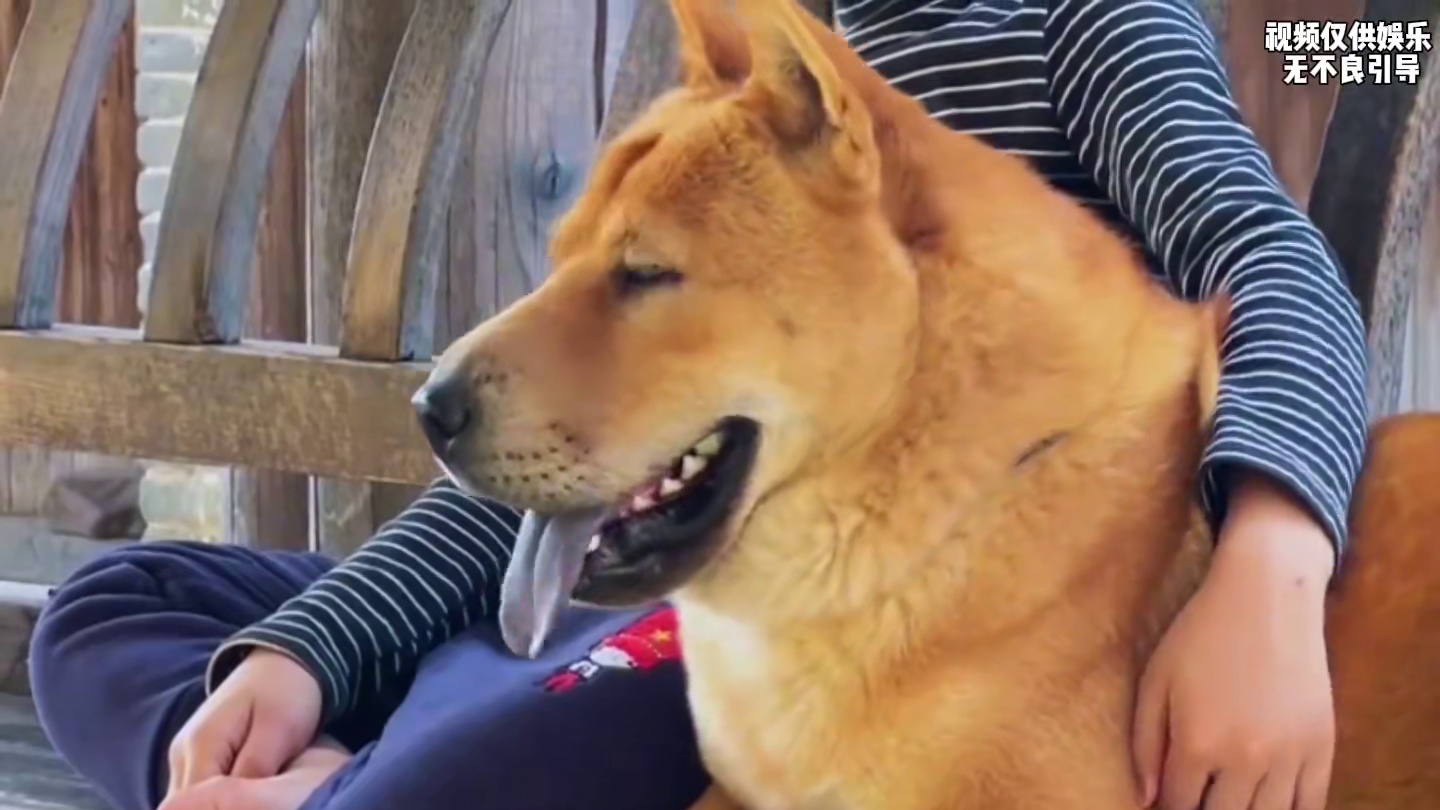 这估计是全网地位最高的狗，不仅可以上桌和主人一起吃饭，还有自己的饭碗