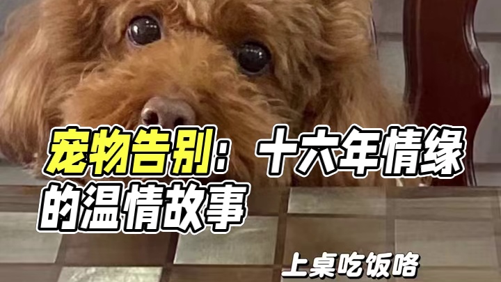 窗台的阳光依旧温暖，却再没毛茸茸的身影蜷成小毛球。你把十六年的爱浓缩成永远！谢谢你用短暂一生，诠释了