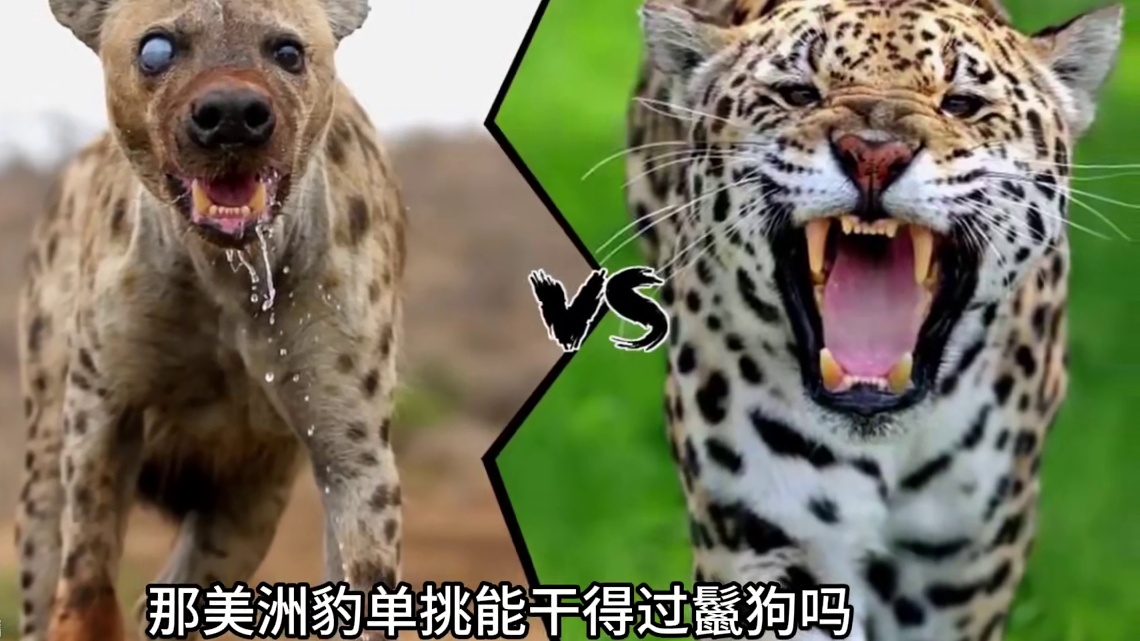 美洲豹单挑可以打赢鬣狗吗？#动物世界