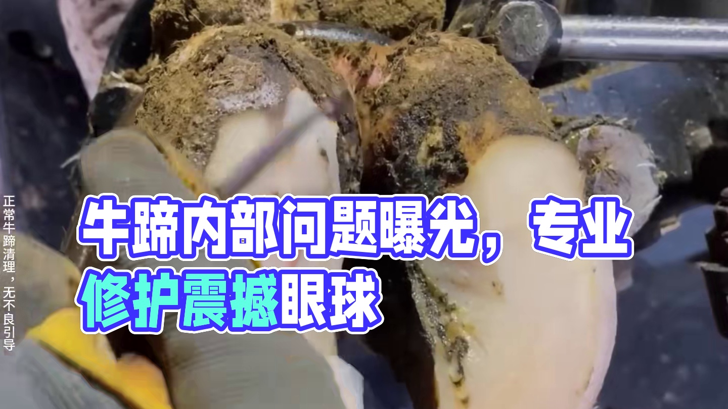 牛蹄在不停的冒泡，内部问题肯定不小 #瓜子二手车 #解压 #助眠 #修牛蹄