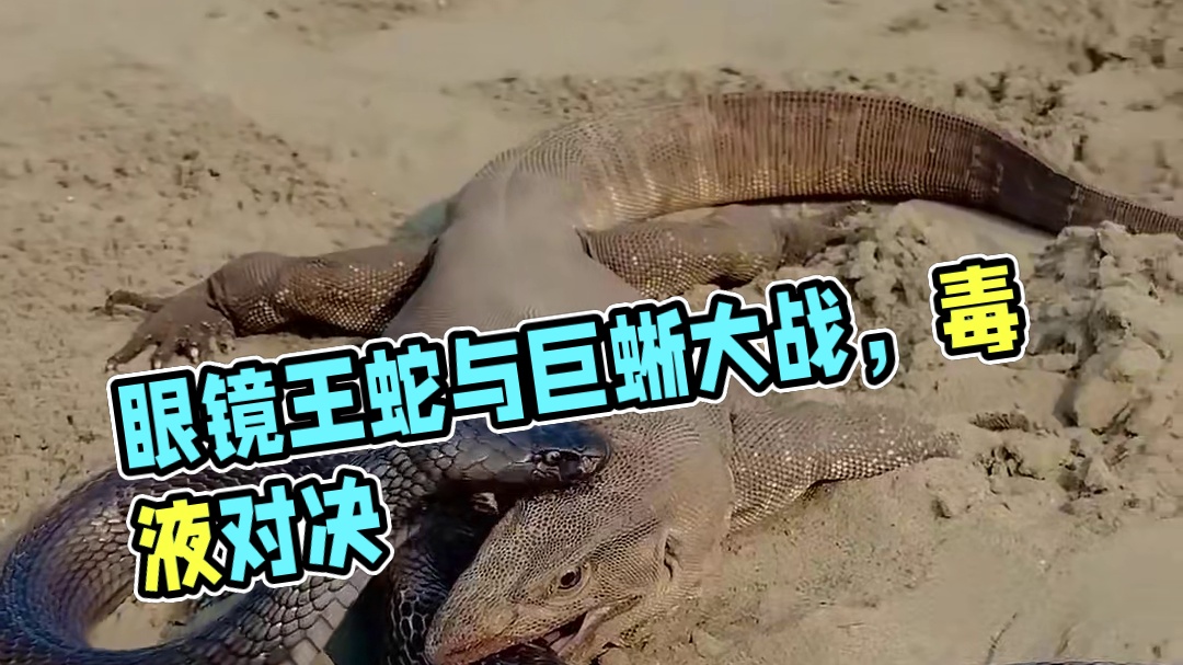 这种罕见的大战谁更厉害？#动物世界#野生动物零距离