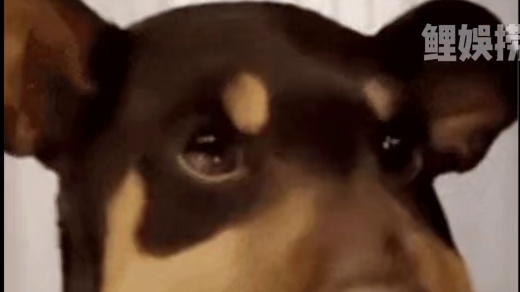 揪心！北京小狗虎头被偷至河北偷狗村，主人泣血寻亲它只是想回家啊#爱宠#榆林村#偷狗#小狗虎头