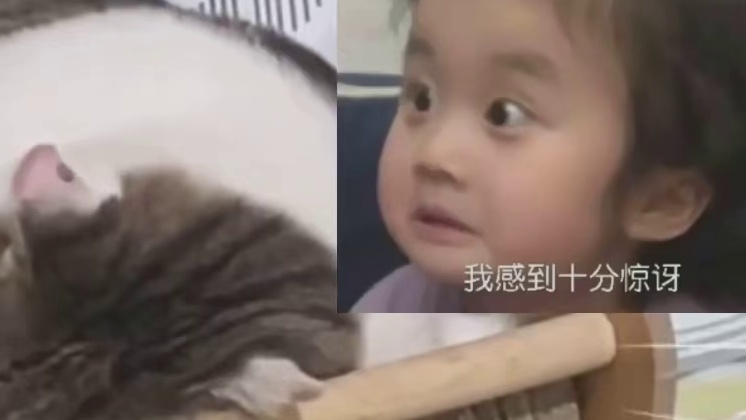 开庭带上你的加菲猫