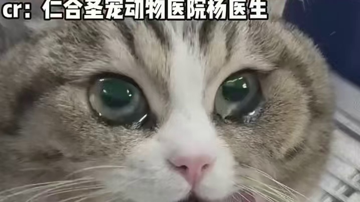 小猫是绝育还是绝望