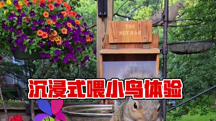 精致女人沉浸式喂小鸟吃饭vlog～✨☺️ 
#喂鸟吃饭 #喂小鸟吃饭 #小鸟吃饭 #沉浸式体验 #解