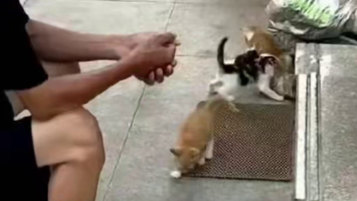 小猫再也没有等到它的爷爷#底层生活 #底层人民的生活