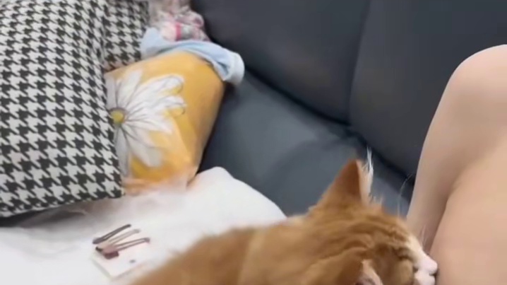 猫咪：你知道的，我从小就离开了妈妈