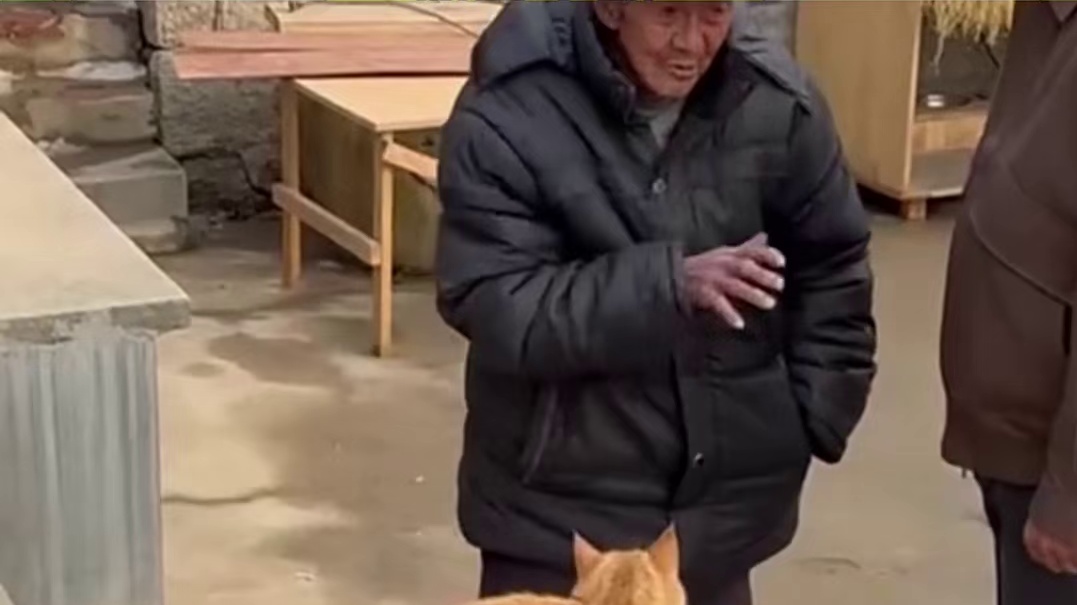 谁家好猫叫黄子掏！