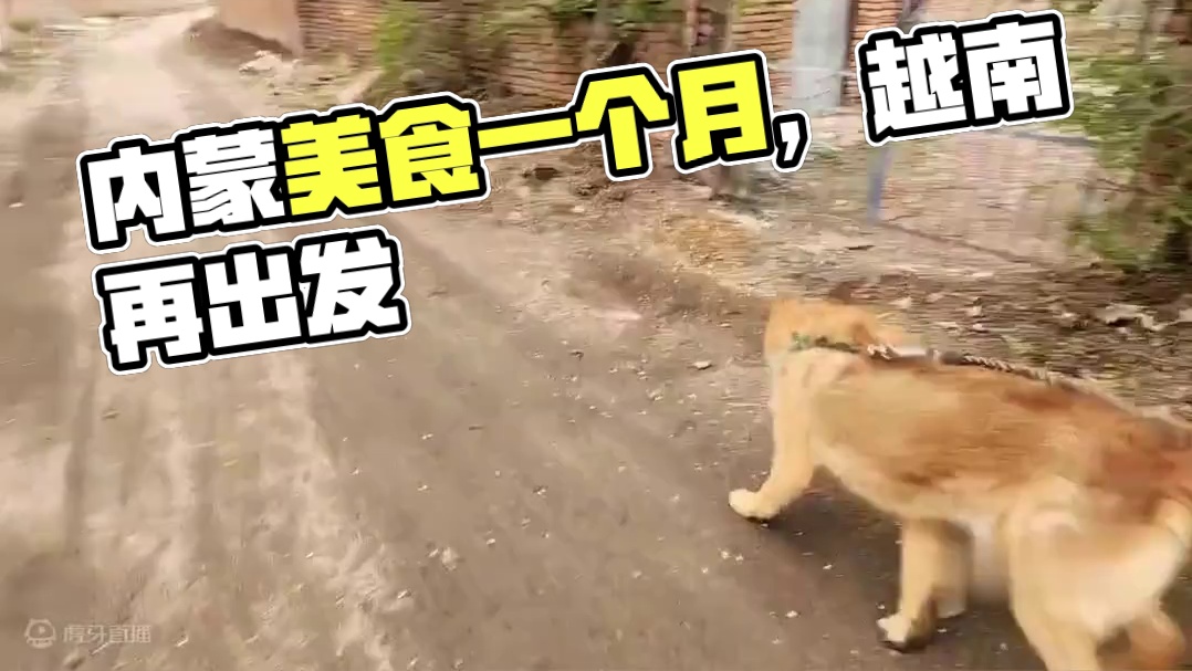 【美食小群】在内蒙古播一个月，下一站去越南？