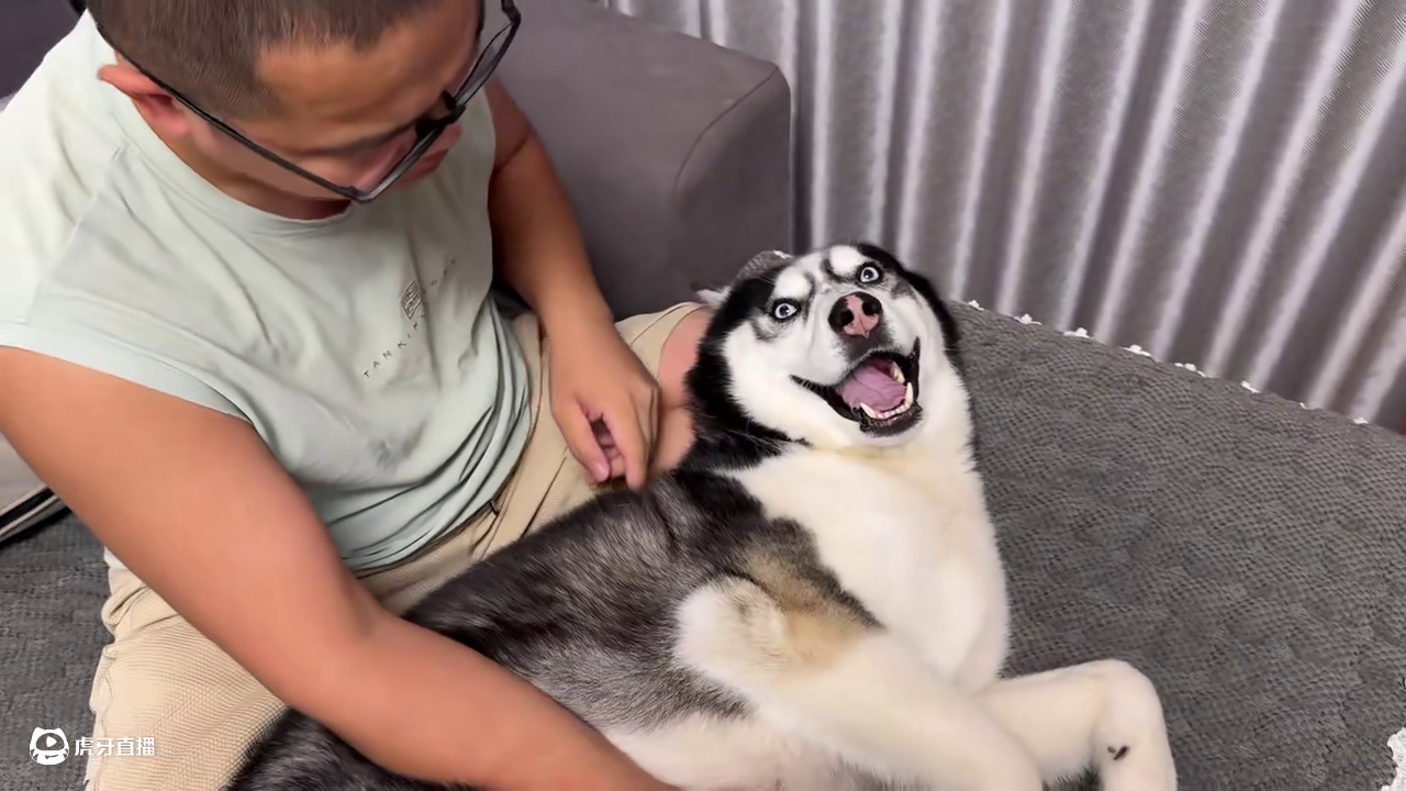 二哈死活不剪指甲，当主人暴打娃娃杀鸡儆猴后，大家千万憋住别笑 #萌宠出道计划 #二哈 #哈士奇 #神